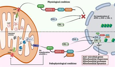 Role of UPRmt and mitochondrial dynamics in host immunity: it takes two to tango